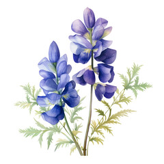 Blue And Purple Aconitum Flower Or Monkshood Botanical Watercolor Painting Illustration