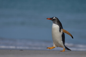 Gentoo Penguin (Pygoscelis papua) emerging from the sea onto a large sandy beach on Bleaker Island in the Falkland Islands.