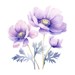 Beautiful Light Purple Anemone Flower Botanical Watercolor Painting Illustration