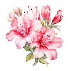 Beautiful Blooming Red Azalea Flower Bouquet Botanical Watercolor Painting Illustration