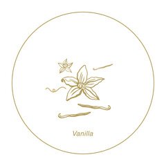 Isolated vector set of vanilla. Vanilla sticks, vanilla flower and pods. Aroma, food. Hand drawn. Vector hand drawn illustration of orchid Flower and pods on isolated background.