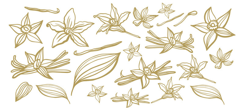 Isolated vector set of vanilla. Vanilla sticks, vanilla flower and pods. Aroma, food. Hand drawn. Vector hand drawn illustration of orchid Flower and pods on isolated background.