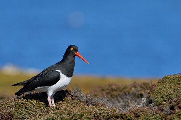 Magellanic Oystercatcher (Haematopus leucopodus) standing amongst spring vegetation on Bleaker Island in the Falkland Islands.
