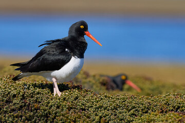 Magellanic Oystercatcher (Haematopus leucopodus) standing amongst spring vegetation on Bleaker...