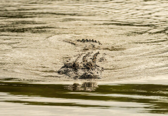 American alligator approaching across calm waters of Atchafalaya delta with eyes and snout visible...