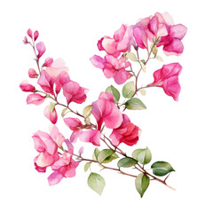 Elegant Pink Bougainvillea Flower or Paper Flower Botanical Watercolor Painting Illustration