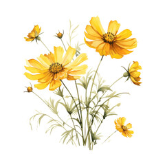 Yellow Cosmos Flowers Bouquet Botanical Watercolor Painting Illustration