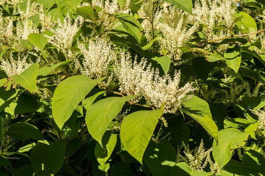 Invasive Japanese Knotweed - Reynoutria japonica