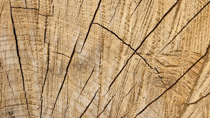 Fototapeta premium round timber, in the photo wooden logs stacked in stacks close-up