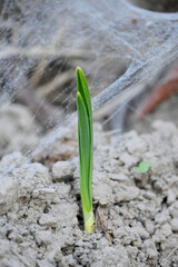 closeup the ripe green garlic plant growing in the farm with brown soil soft focus natural brown background.