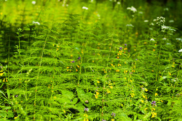 green summer background, photo shows fern and forest flowers