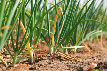 Onion growing in the field, closeup of green onion plants