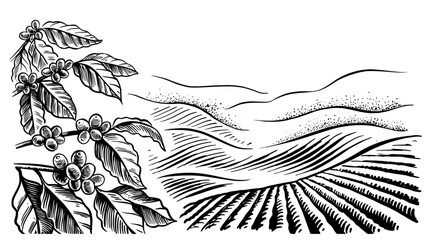 coffee plantation landscape. Coffee plant drawing