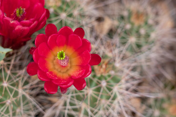 Red Cactus Flowers Blooming in Nature