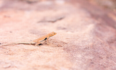 Common Desert Lizard Posing