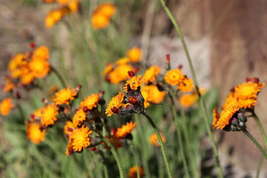 Close up of Orange Hawkweed with copy space, also called Hieracium aurantiacum or hawkweed	