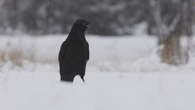 Kruk (Corvus corax)