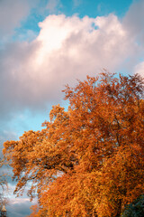 arbre et ciel aux couleurs de l'automne