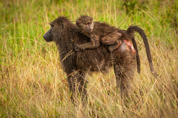 A rain soaked female Chacma Baboon with baby riding on its back in Serengeti National Park, Tanzania.