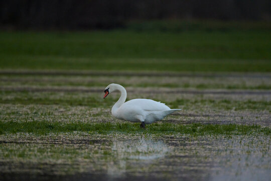 Schwan auf einer &uuml;berflutten Wiese