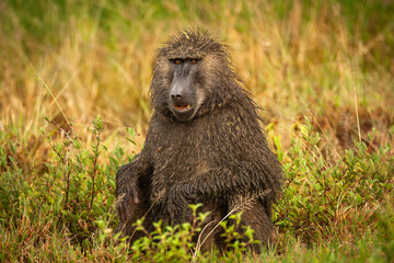 A wet, large male Chacma Baboon sitting in savannah area of Serengeti National Park, Tanzania.