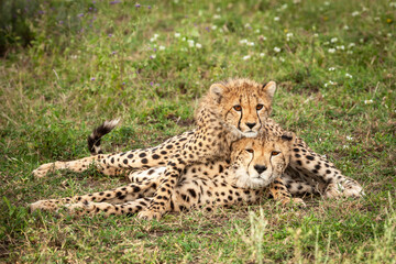A cheetah cub lying on its mother's back in a show of affection in Ndutu, Tanzania.