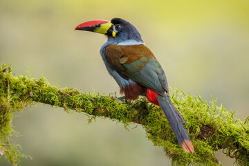 Gray-breasted Mountain Toucan perched on a moss-covered branch