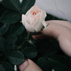 Pick beautiful pale pink rose in hand