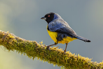 Hooded Mountain-Tanager perched on a moss-covered branch