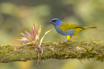 Blue-capped Tanager perched on a moss-covered branch