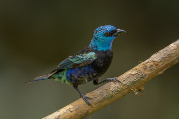 Blue-necked Tanager perched on a branch and sitting isolated against a neutral background