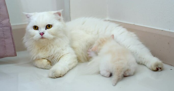A white kitten with blue eyes was hungry from its mother's milk. Newborn kittens drink their mother's milk.Kitten drinking mother cat's breast milk