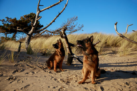 Dogs on preria