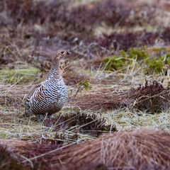 black grouse female morning dance