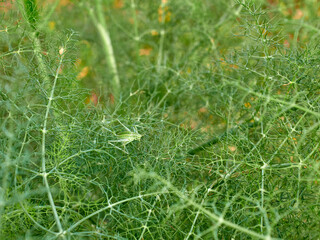 Green long-legged grasshopper camouflaged on a plant. Genus Odontura - obrazy, fototapety, plakaty