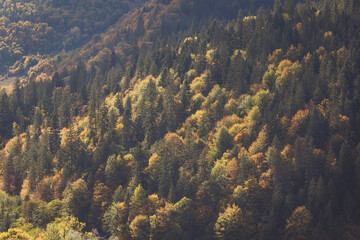 Mountains forest landscape. temperate broadleaf and mixed forest with conifers and deciduous trees....