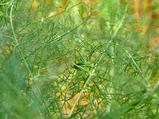 Green long-legged grasshopper camouflaged on a plant. Genus Odontura