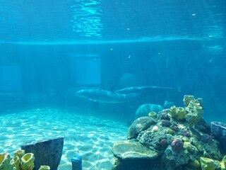 Water Azure Blue Underwater Body of water Fin