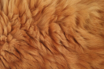 A background of a red Maine Coon cat fur. Close up. - obrazy, fototapety, plakaty