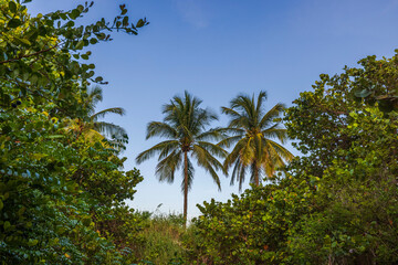 Fototapeta na wymiar Beautiful view of coconut palm trees amidst tropical vegetation against a backdrop of blue sky. Miami Beach. USA.