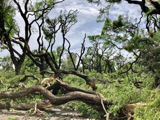 broken and fallen trees at a public park after a severe storm in Buenos Aires, Argentina