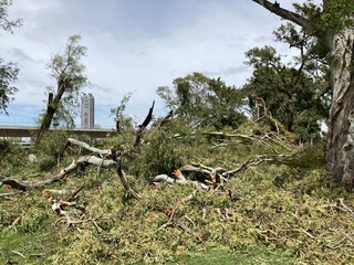 broken and fallen trees at a public park after a severe storm in Buenos Aires, Argentina