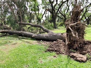 Fototapeta na wymiar broken and fallen trees at a public park after a severe storm in Buenos Aires, Argentina