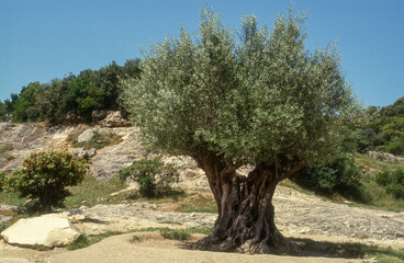 Fototapeta na wymiar olea europaea, olive, olivier
