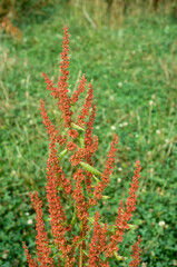 Rumex acetosa, Oseille sauvage