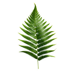green fern leaf isolated. leaf isolated on transparent