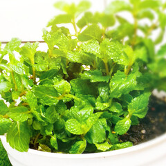 fresh mint leaves plant in a pot