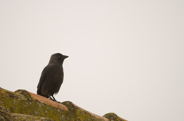Obraz premium Western Eurasian jackdaw Coloeus monedula spermologus. Bornos. Cadiz. Andalusia. Spain.