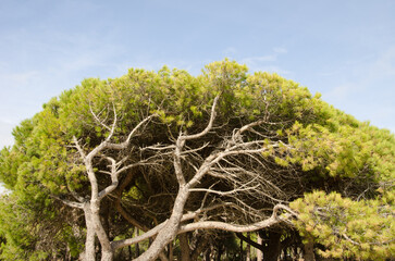 Stone pine Pinus pinea. Chipiona. Cadiz. Andalusia. Spain.