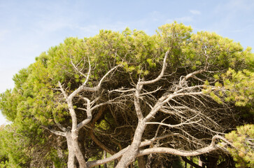 Stone pine Pinus pinea. Chipiona. Cadiz. Andalusia. Spain.